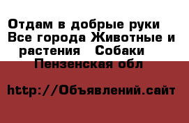 Отдам в добрые руки  - Все города Животные и растения » Собаки   . Пензенская обл.